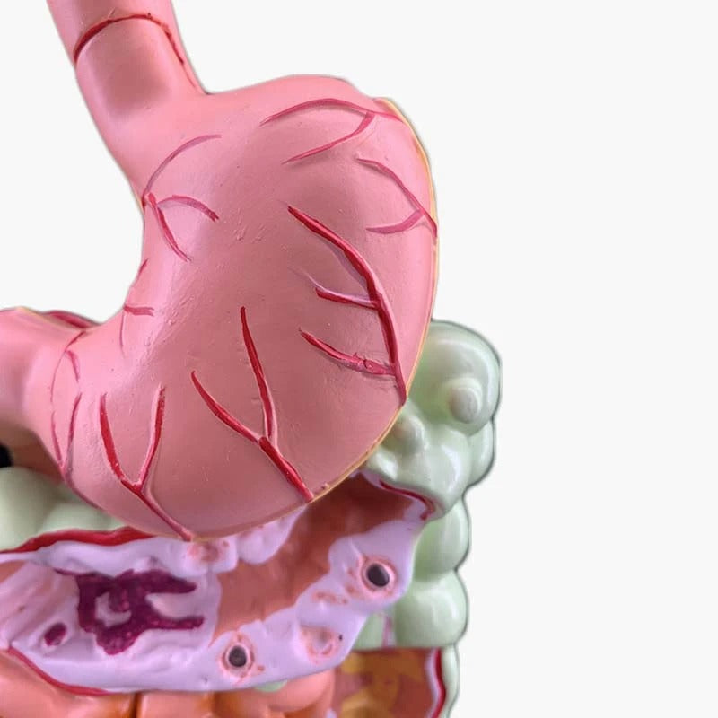 Modelo de Anatomia do Sistema Digestivo Humano - Estômago, Intestino, Reto e Duodeno