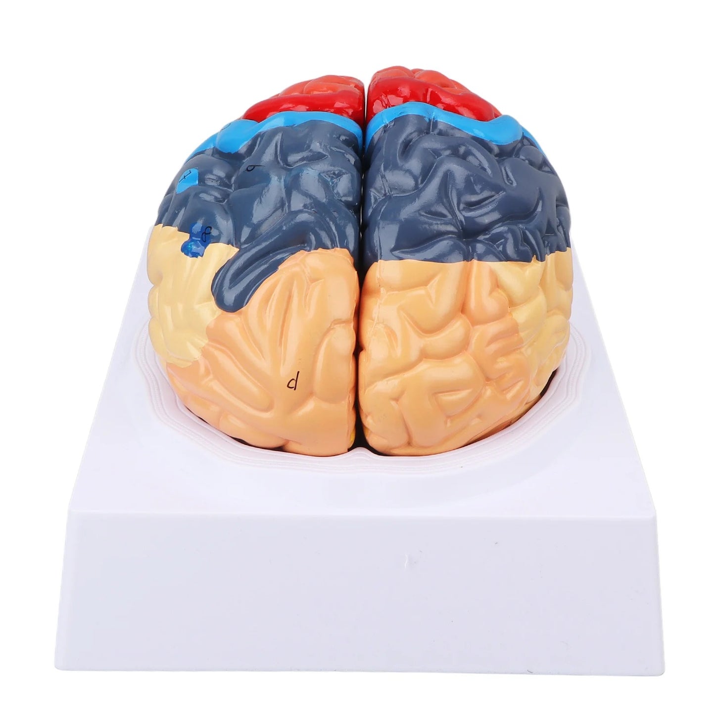 Modelo Anatômico de Cérebro Humano com Artérias Cerebrais