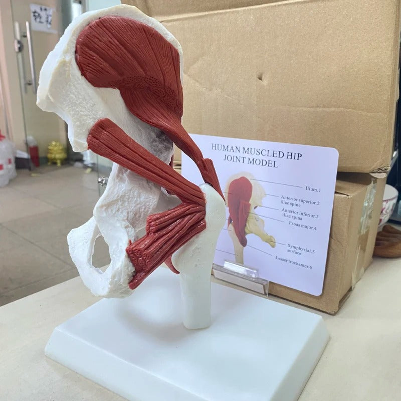 Modelo anatomico Músculos Ligados à Articulação do Quadril