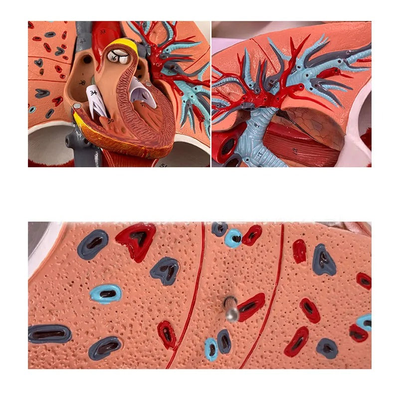 Modelo Anatômico Pulmonar e Sistema Respiratório