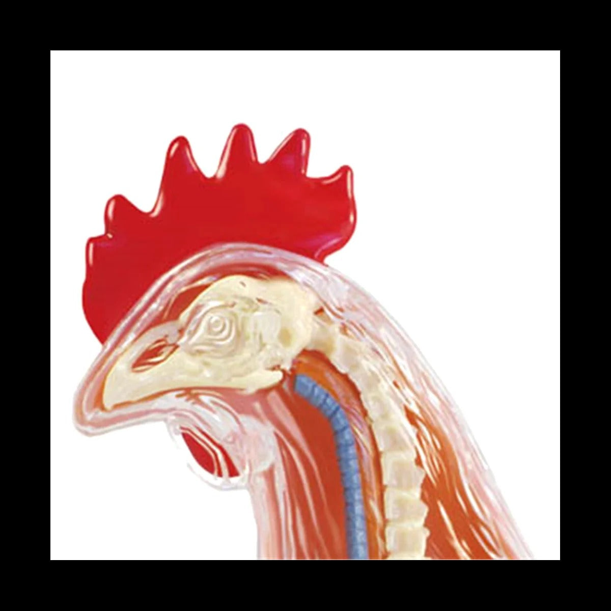 Modelo anatomico Galinha 4D Master Puzzle