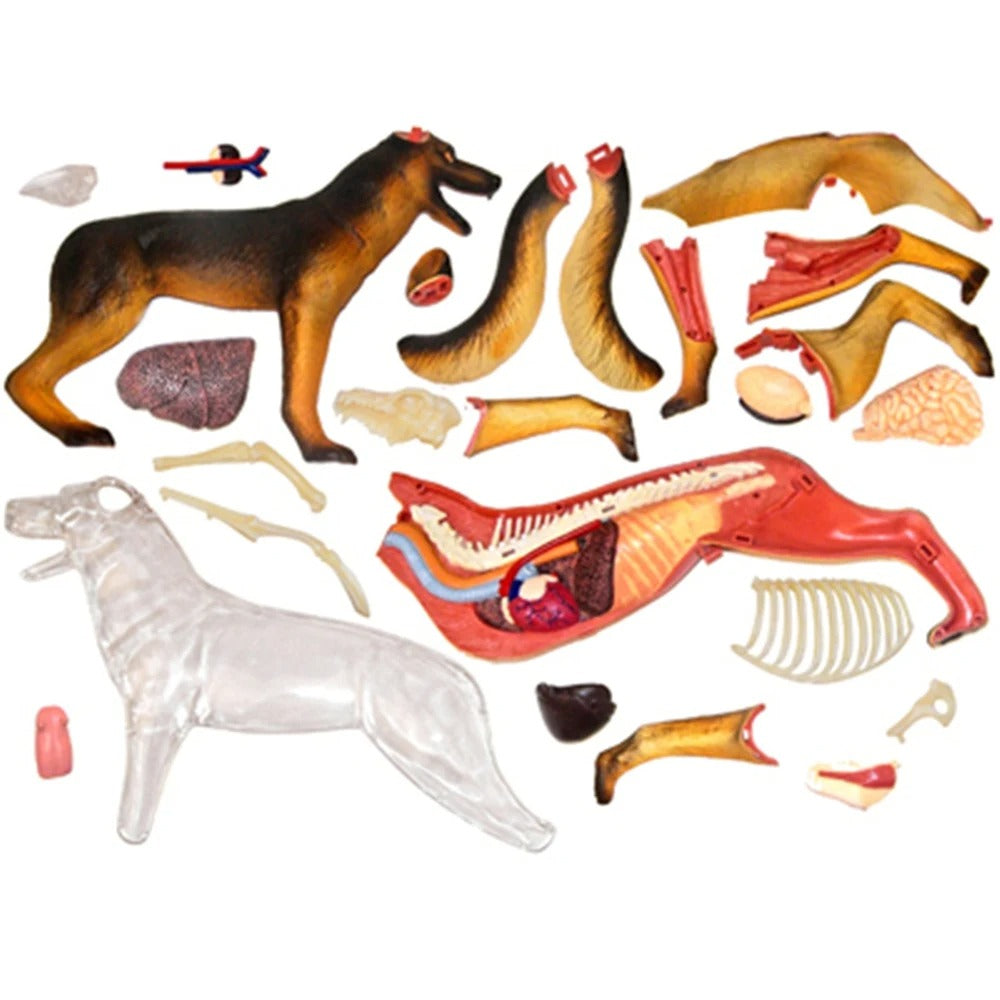 Modelo de Anatomia de Órgão Cachorro - 4D Dog Intelligence Montagem Brinquedo