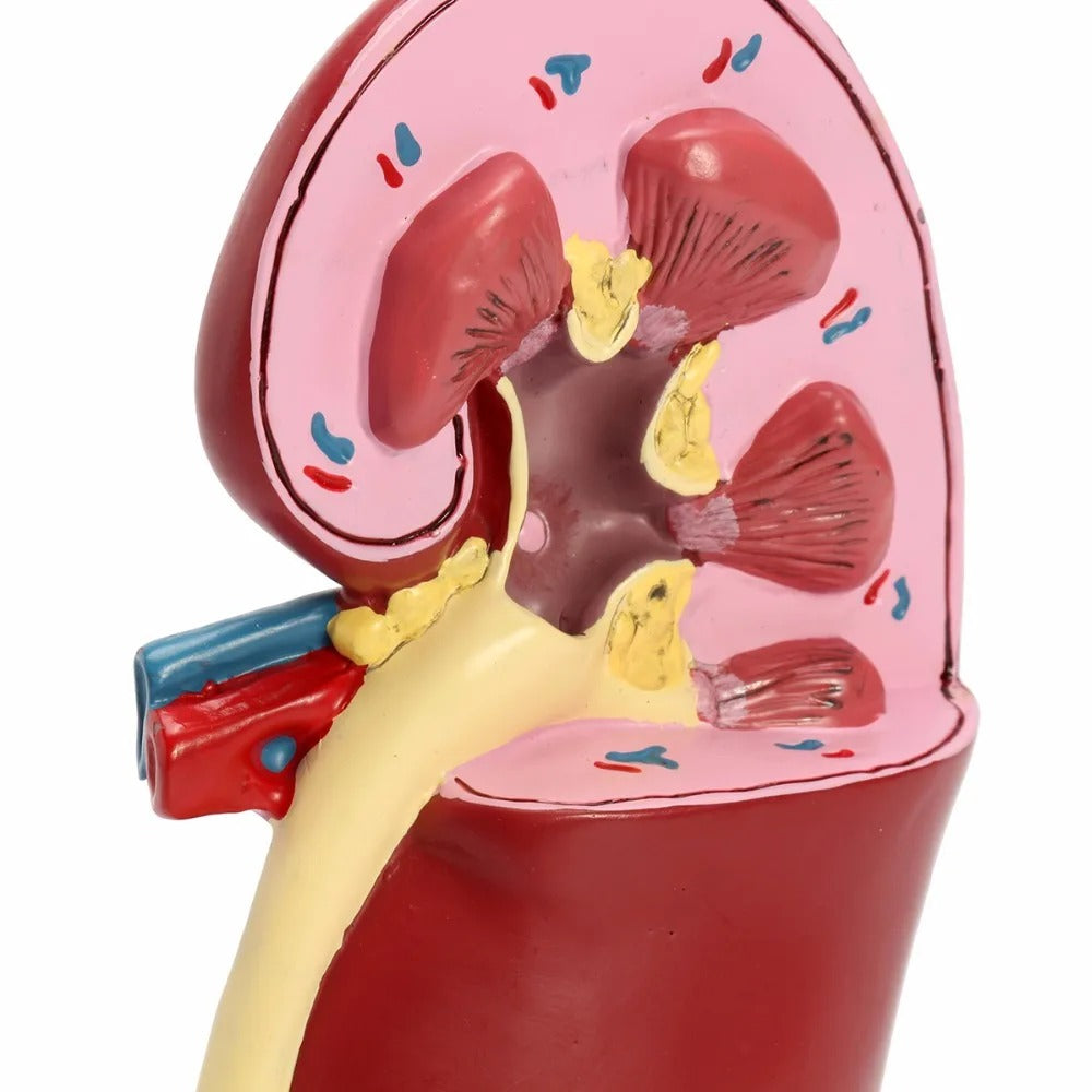 Modelo Anatomico Rim