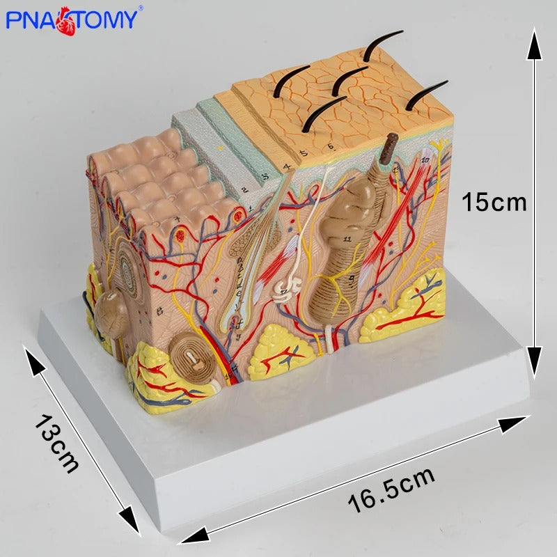 Modelo Ampliado da Estrutura da Pele Humana - Camadas