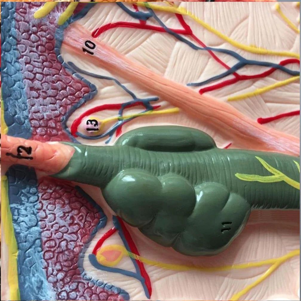 Modelo de Anatomia da Pele e Estrutura Capilar - Ferramenta de Ensino da Ciência Médica em PVC