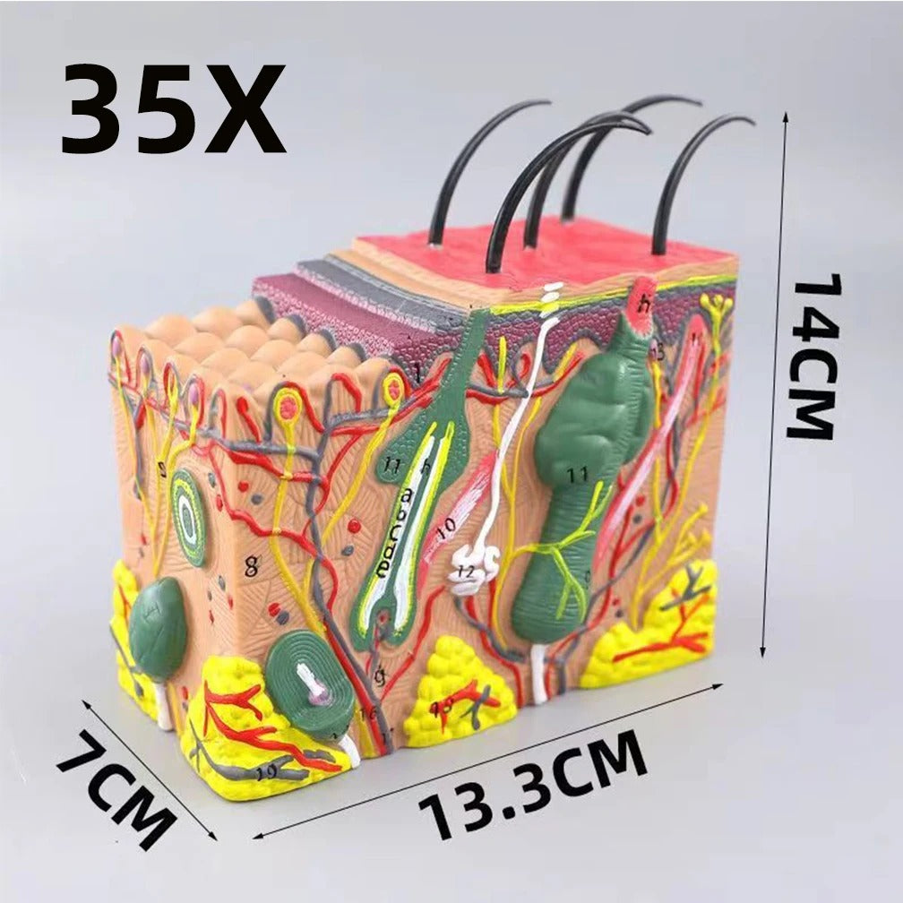 Modelo de Anatomia da Pele e Estrutura Capilar - Ferramenta de Ensino da Ciência Médica em PVC