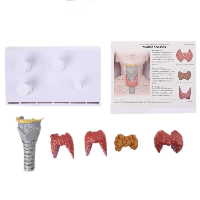 Modelo anatomico da tireoide