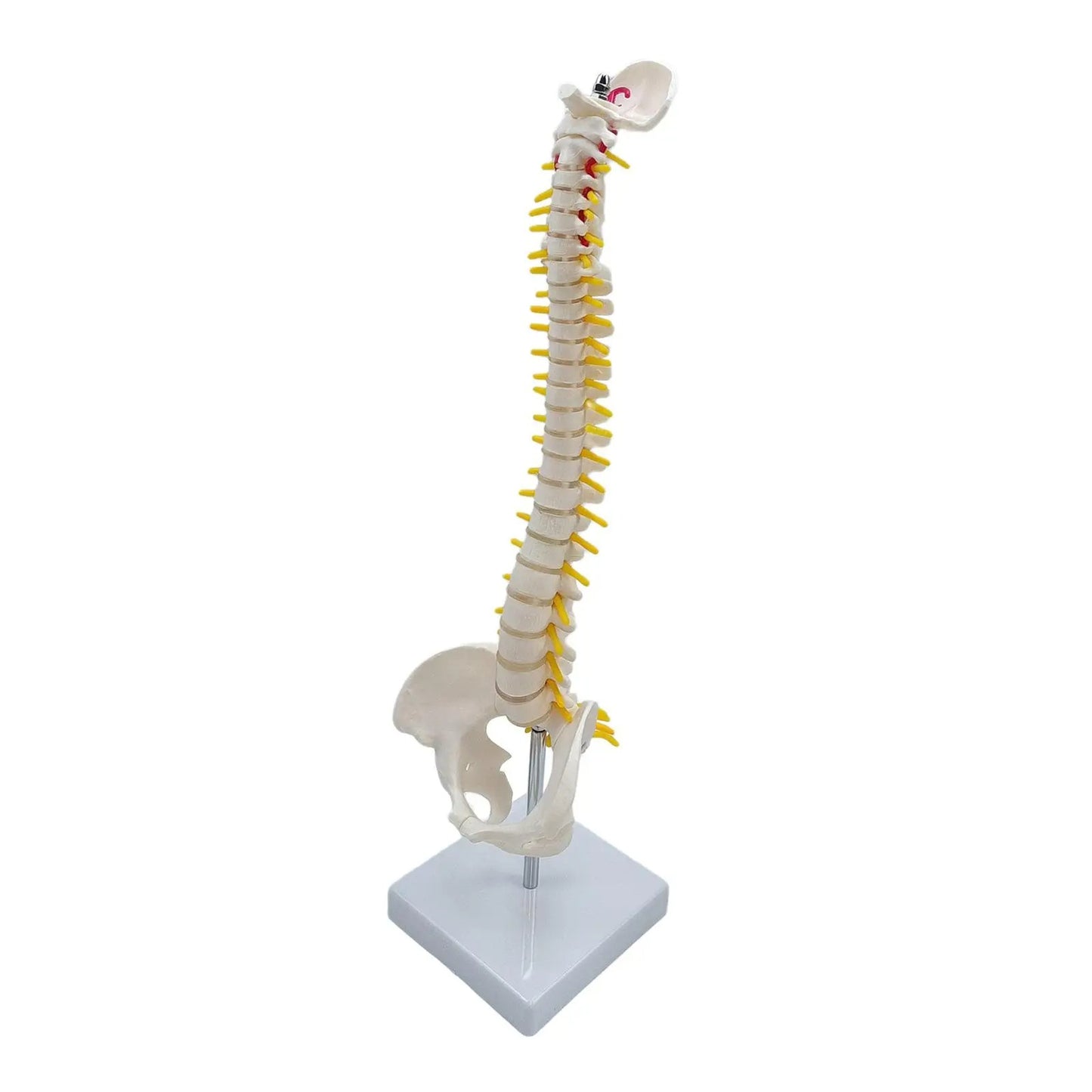 Modelo de Anatomia do Esqueleto da Coluna Vertebral - Detalhado com Vértebras Flexíveis e Coluna Lombar