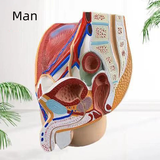 Modelo Anatômico de Cavidade Pélvica Masculina em Tamanho Real