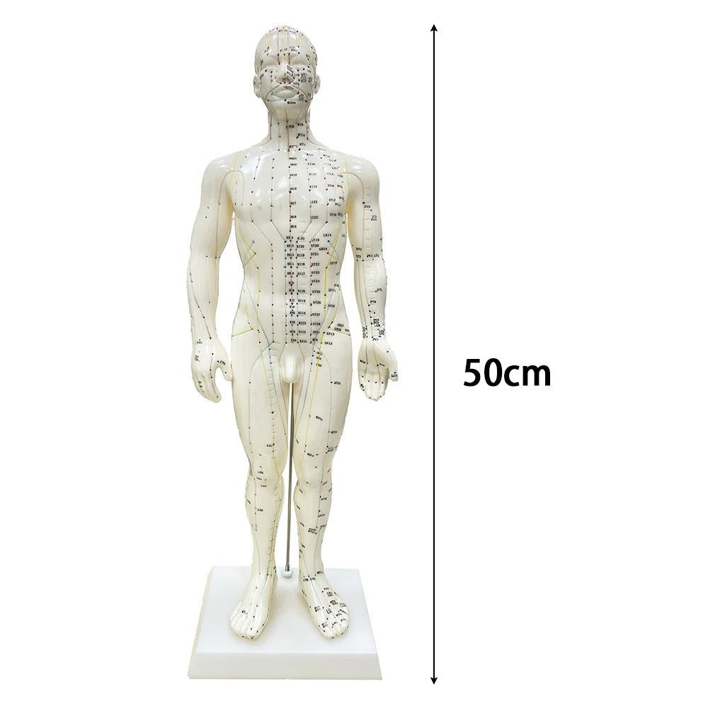 Modelo Anatômico de Pontos de Acupuntura do Corpo