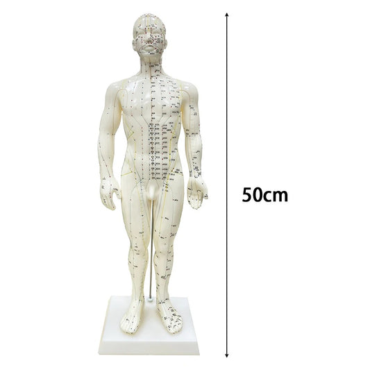 Modelo Anatômico de Pontos de Acupuntura do Corpo